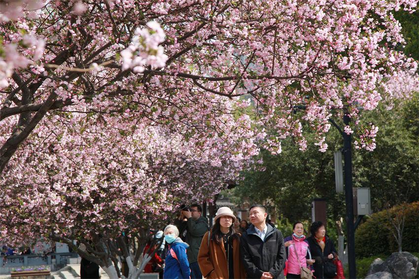 Turistas desfrutam da primavera em Nanjing