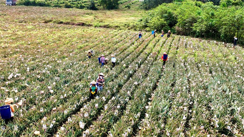 Hainan recebe colheita de abacaxis 