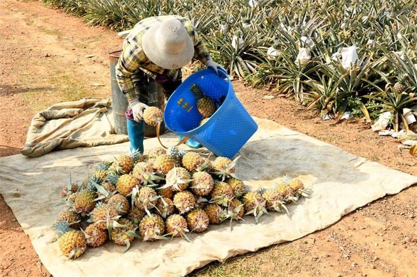 Hainan recebe colheita de abacaxis 