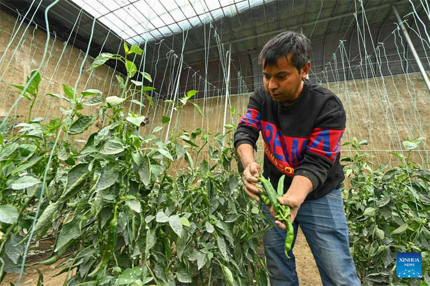 Xinjiang desenvolve agricultura moderna 