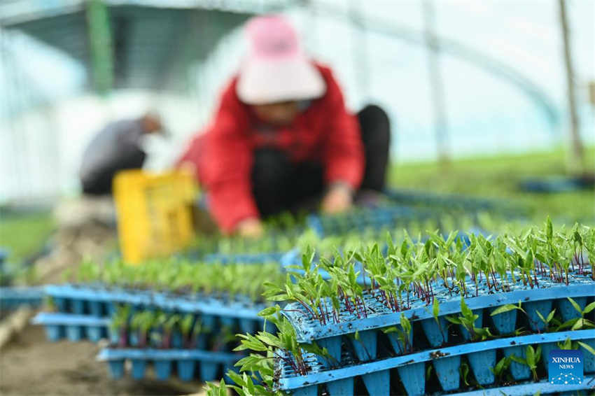 Xinjiang desenvolve agricultura moderna 