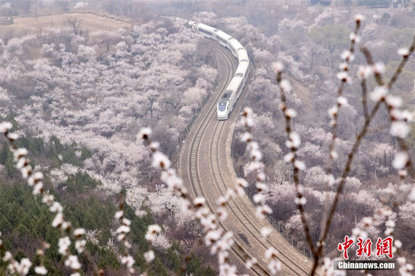 Trem da linha S2 atravessa “mar de flores” em Beijing