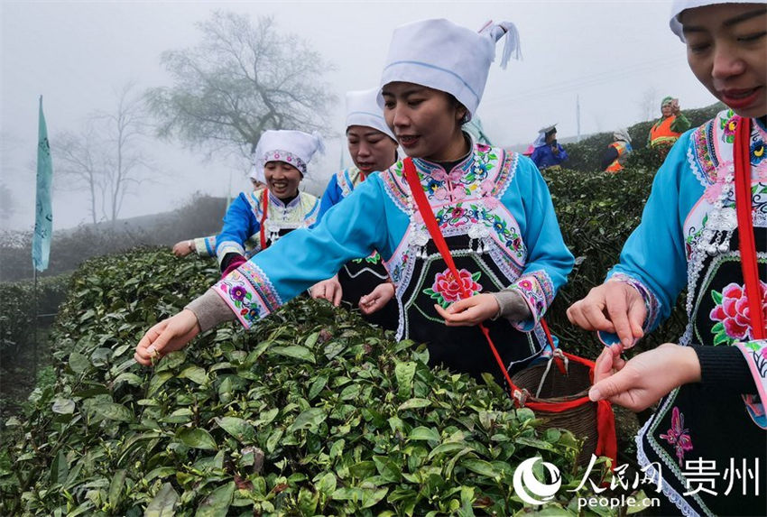 Guizhou inicia colheita dos primeiros lotes de chá da primavera