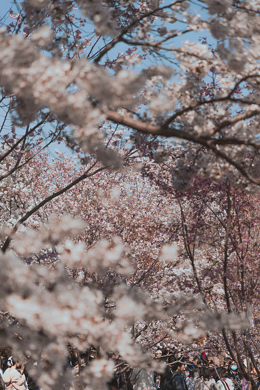 Flores de cerejeira florescem em Beijing