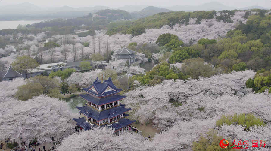 Galeria: flores de cerejeira desabrocham em Jiangsu