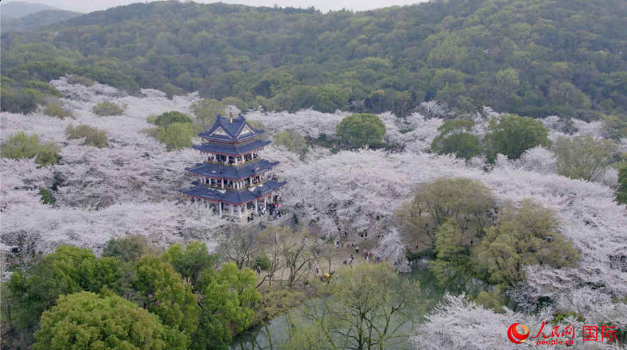 Galeria: flores de cerejeira desabrocham em Jiangsu