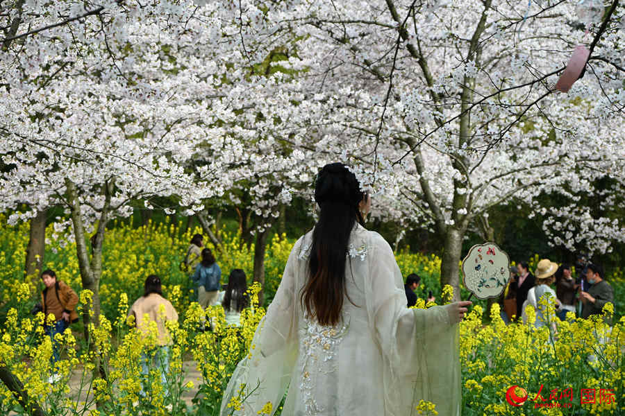 Galeria: flores de cerejeira desabrocham em Jiangsu