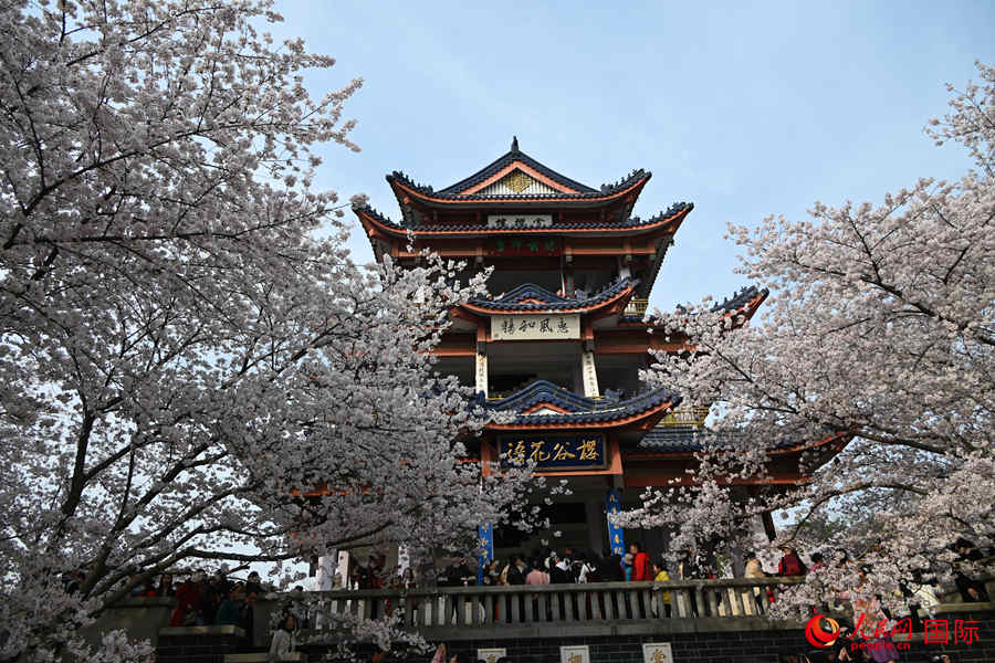 Galeria: flores de cerejeira desabrocham em Jiangsu