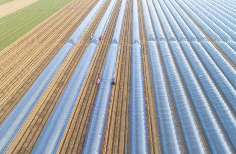 Galeria: plantação de gengibre em Hebei