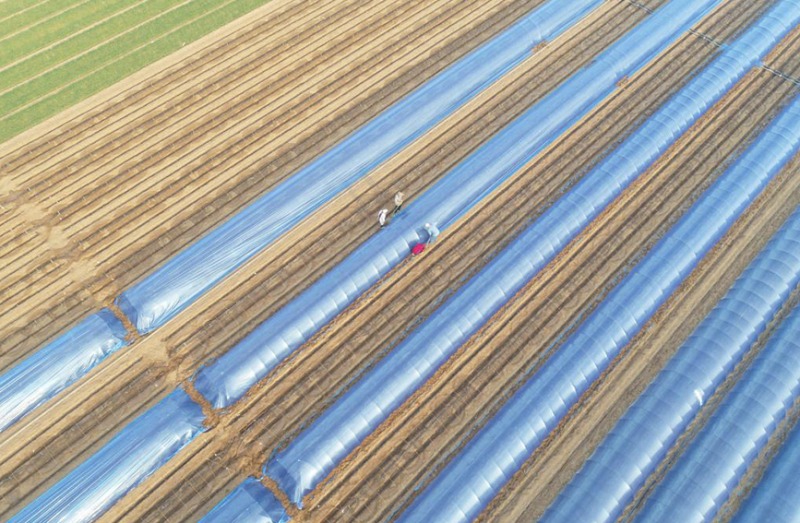 Galeria: plantação de gengibre em Hebei