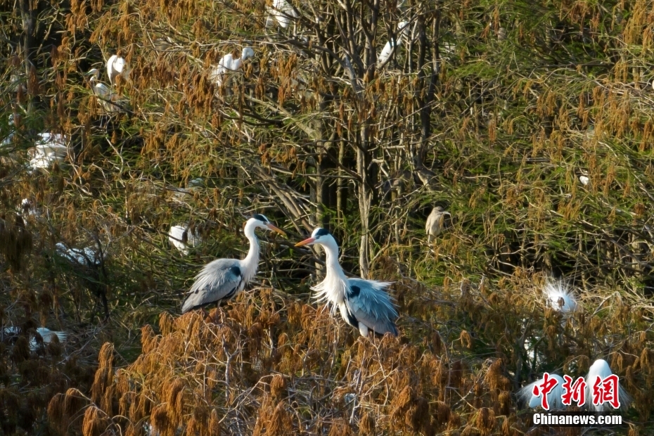 Galeria: vista aérea de floresta de metasequoia em Jiangsu