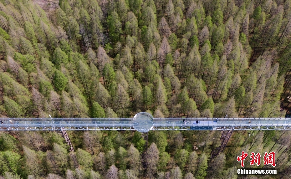 Galeria: vista aérea de floresta de metasequoia em Jiangsu