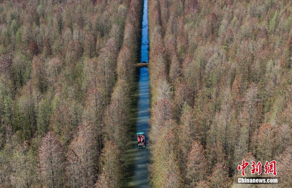 Galeria: vista aérea de floresta de metasequoia em Jiangsu