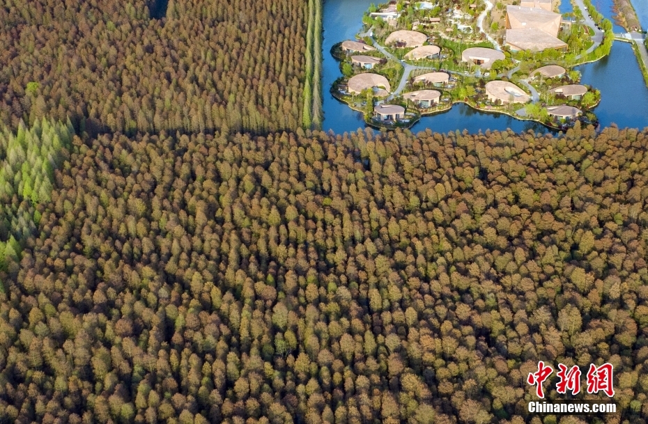 Galeria: vista aérea de floresta de metasequoia em Jiangsu