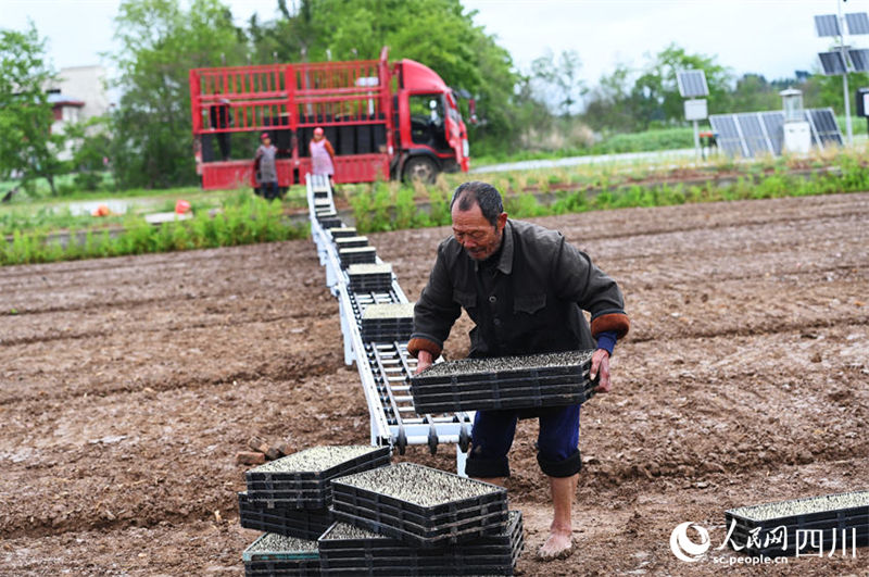 Aplicação de novas tecnologicas agrícolas possibilita aumento de produção em Sichuan