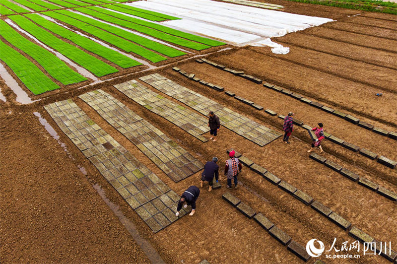 Aplicação de novas tecnologicas agrícolas possibilita aumento de produção em Sichuan