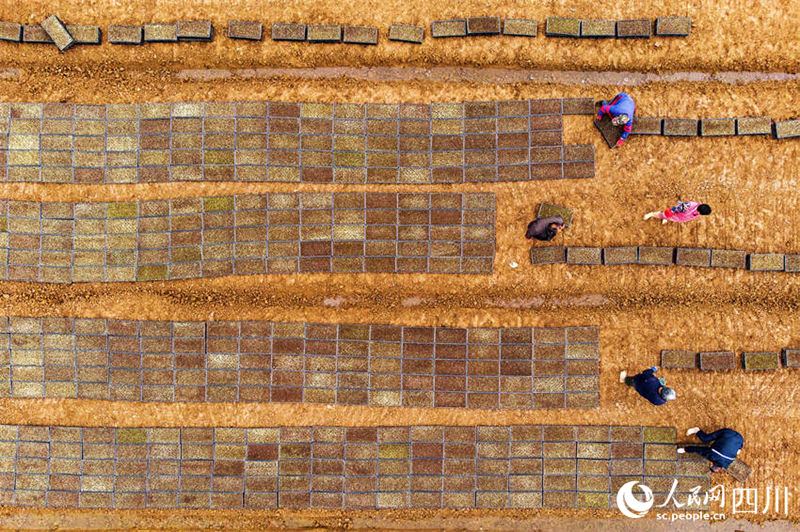 Aplicação de novas tecnologicas agrícolas possibilita aumento de produção em Sichuan