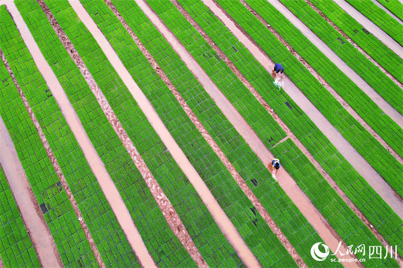 Aplicação de novas tecnologicas agrícolas possibilita aumento de produção em Sichuan