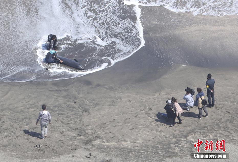 Japão: mais de 30 golfinhos ficam retidos numa praia na prefeitura de Chiba