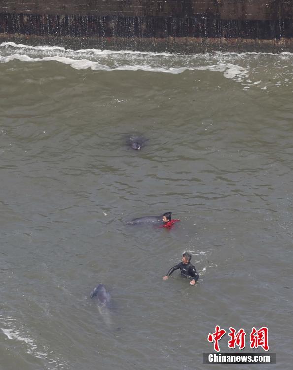 Japão: mais de 30 golfinhos ficam retidos numa praia na prefeitura de Chiba