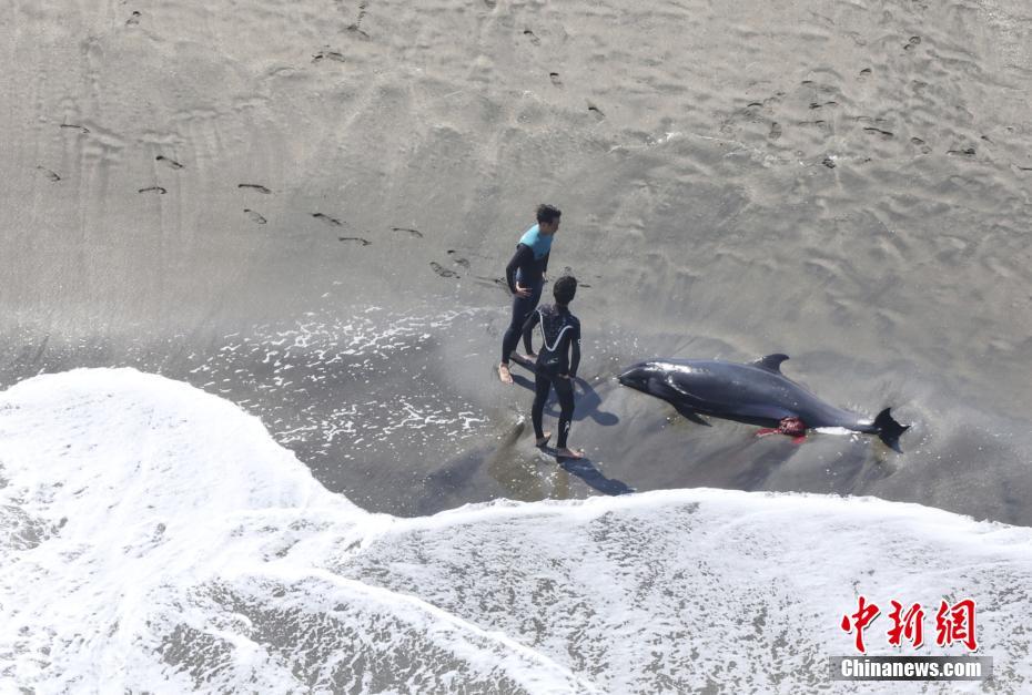 Japão: mais de 30 golfinhos ficam retidos numa praia na prefeitura de Chiba