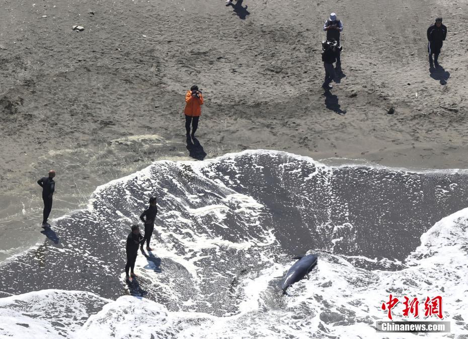 Japão: mais de 30 golfinhos ficam retidos numa praia na prefeitura de Chiba