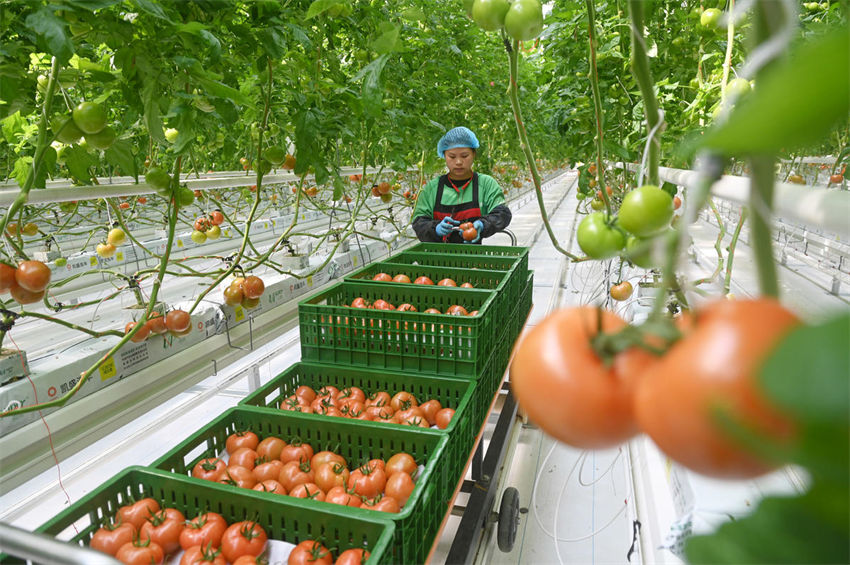 Sichuan inicia colheita de tomate