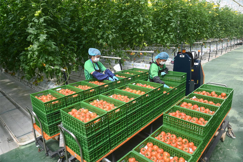 Sichuan inicia colheita de tomate