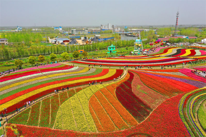 Galeria: belo mar de flores na primavera em Jiangsu