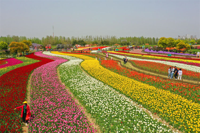 Galeria: belo mar de flores na primavera em Jiangsu