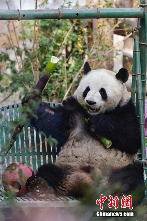 Panda gigante 