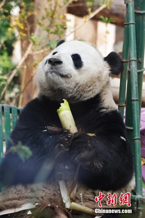 Panda gigante 