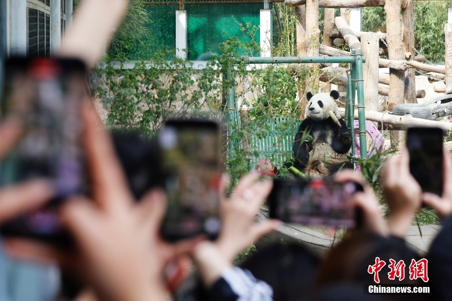 Panda gigante 