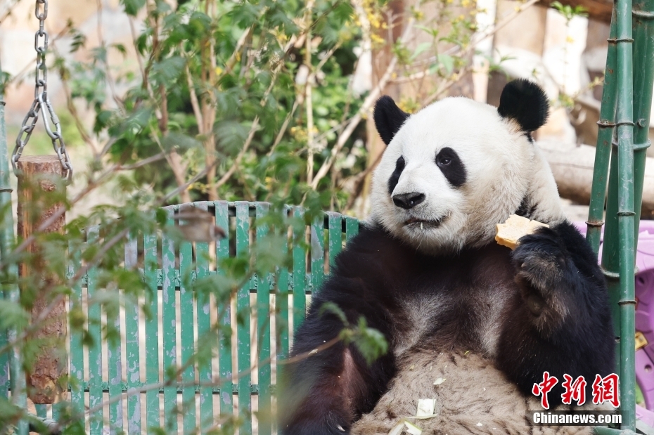 Panda gigante 