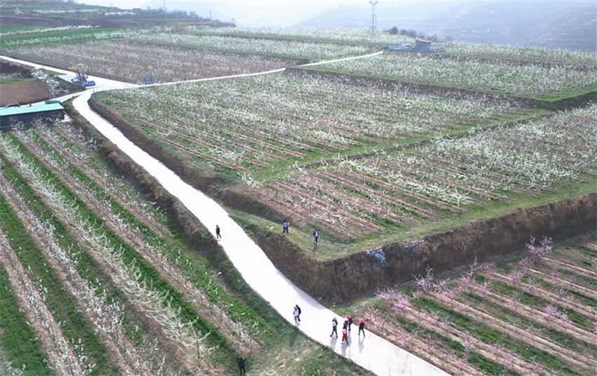 Galeria: flores de pêra florescem em Shaanxi