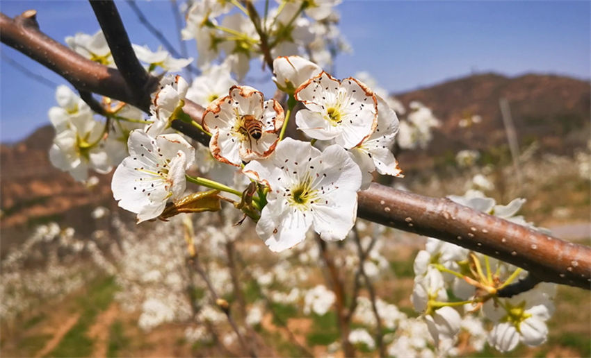 Galeria: flores de pêra florescem em Shaanxi