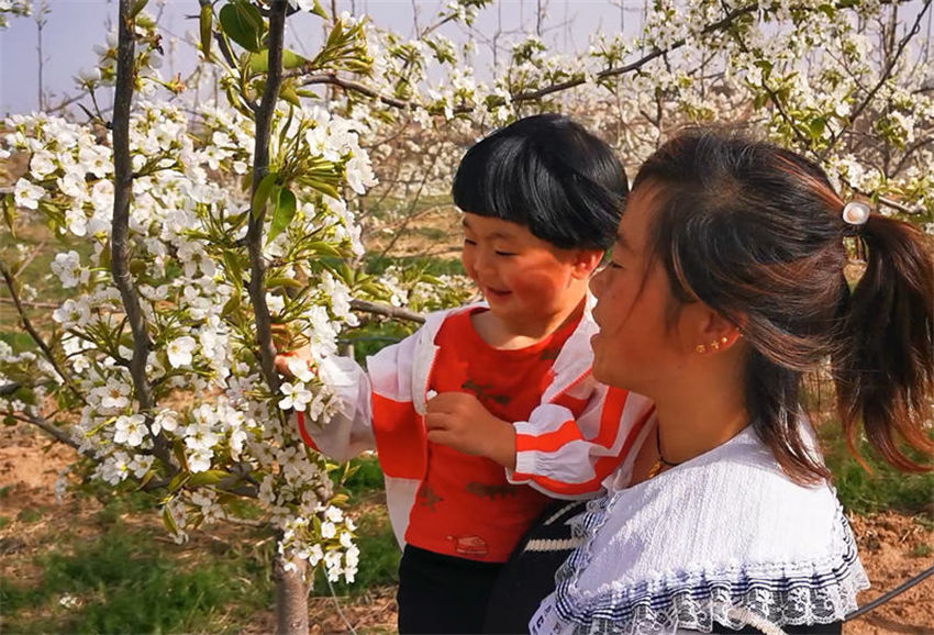 Galeria: flores de pêra florescem em Shaanxi