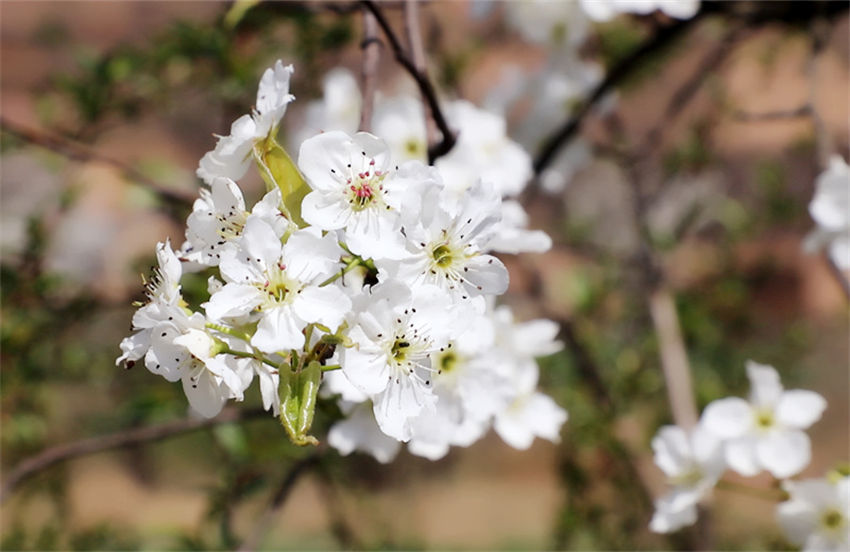 Galeria: flores de pêra florescem em Shaanxi