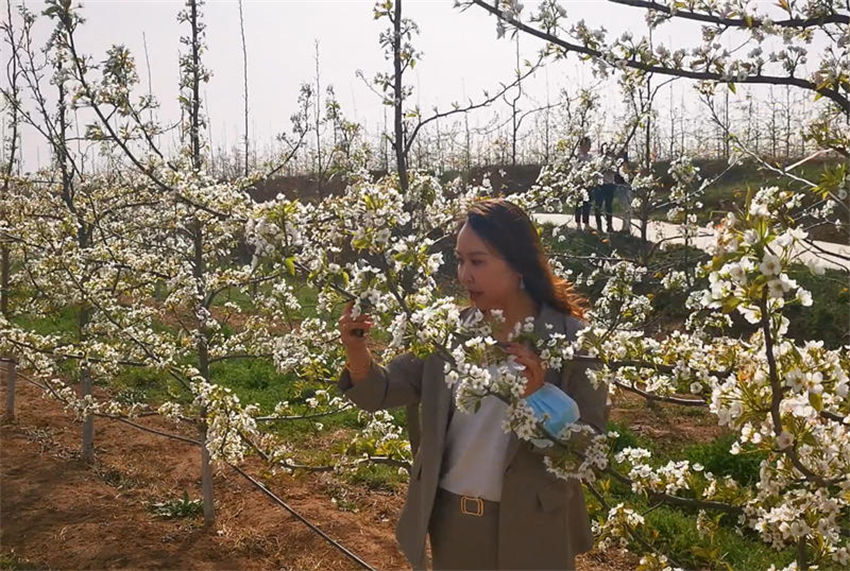 Galeria: flores de pêra florescem em Shaanxi