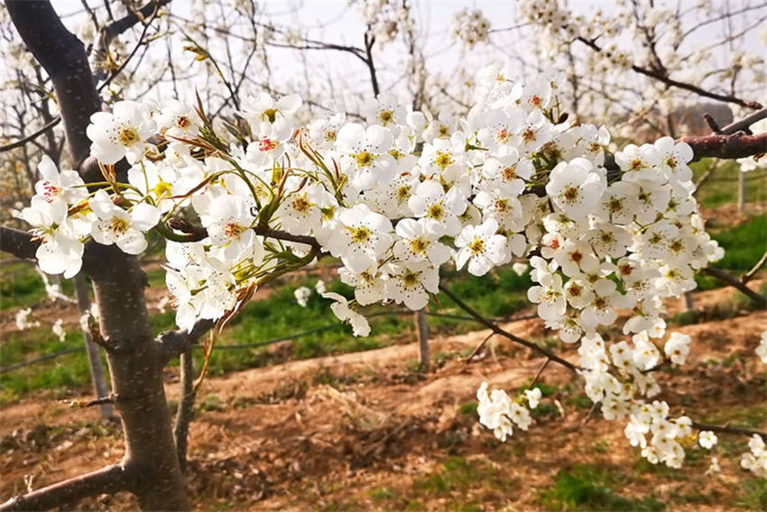 Galeria: flores de pêra florescem em Shaanxi