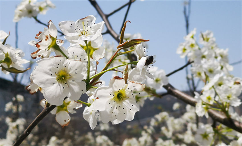 Galeria: flores de pêra florescem em Shaanxi