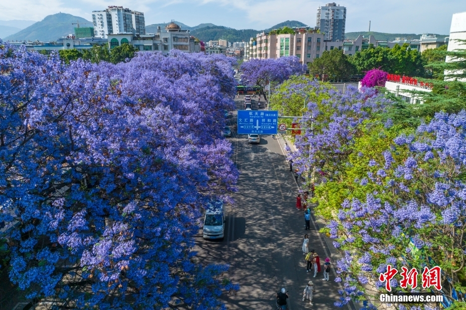 Jacarandas florescem nas ruas no sudoeste da China