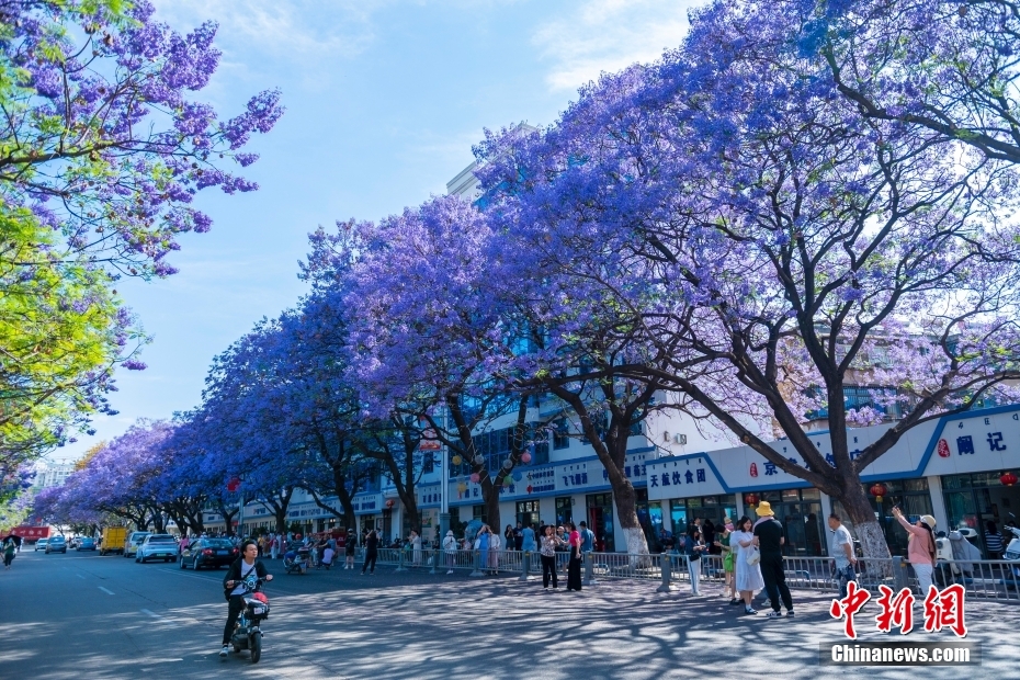 Jacarandas florescem nas ruas no sudoeste da China