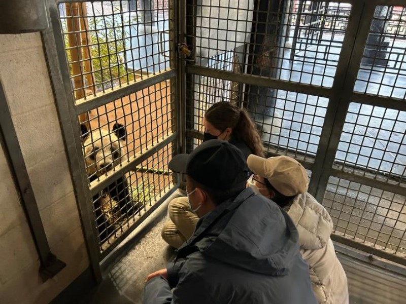 Panda gigante Ya Ya retornará à China