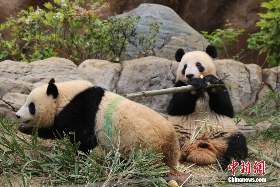 Japão: pandas gigantes do Jardim Zoológico de Ueno atraem visitantes