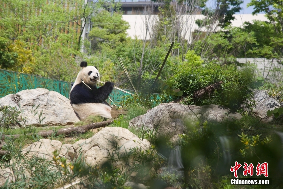 Japão: pandas gigantes do Jardim Zoológico de Ueno atraem visitantes