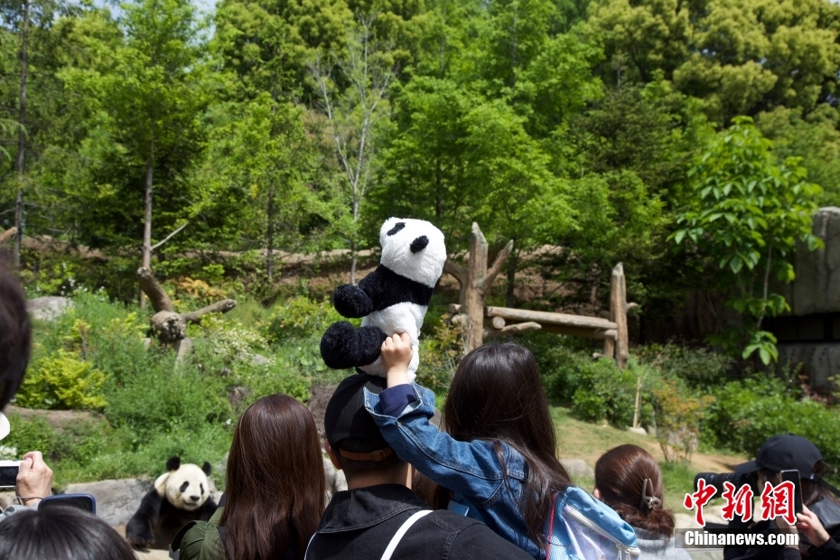 Japão: pandas gigantes do Jardim Zoológico de Ueno atraem visitantes