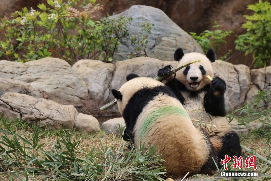 Japão: pandas gigantes do Jardim Zoológico de Ueno atraem visitantes