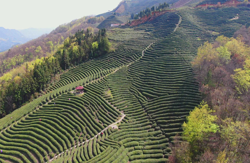 Galeria: jardim de chá impregna fragrância no noroeste da China