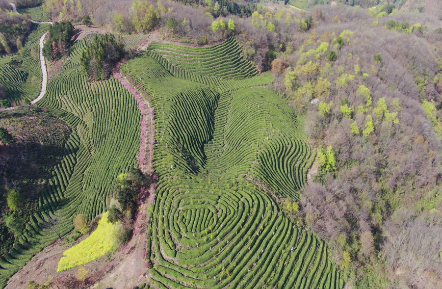 Galeria: jardim de chá impregna fragrância no noroeste da China